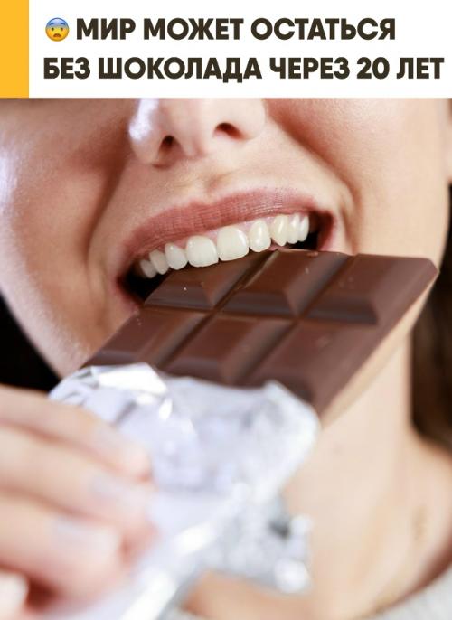 Шоколад может исчезнуть из-за изменений климата уже в ближайшие десятилетия. 

