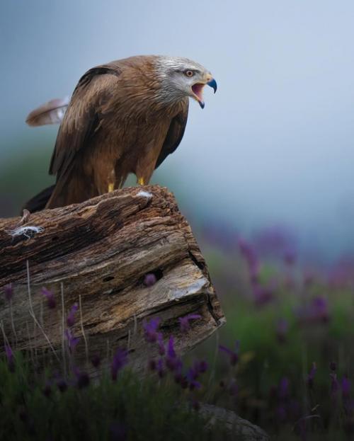 Прекрасные кадры от фотографа - натуралиста Alexandrovich_yo. 07