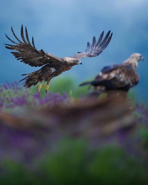 Прекрасные кадры от фотографа - натуралиста Alexandrovich_yo. 08