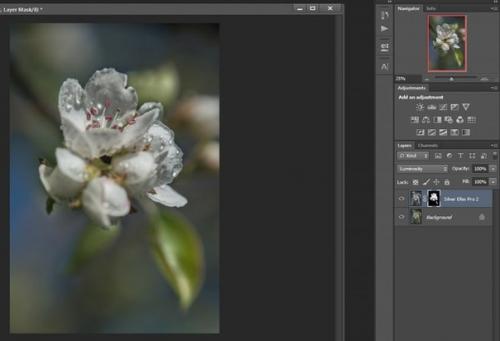 Фотосъемка цветов.  Цветы, которые я Рисую для души. 04 Фотосъемка цветов.  Цветы, которые я Рисую для души. 04