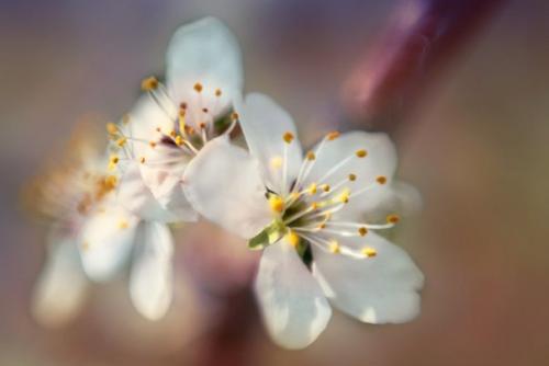 Фотосъемка цветов.  Цветы, которые я Рисую для души. 01 Фотосъемка цветов.  Цветы, которые я Рисую для души. 01
