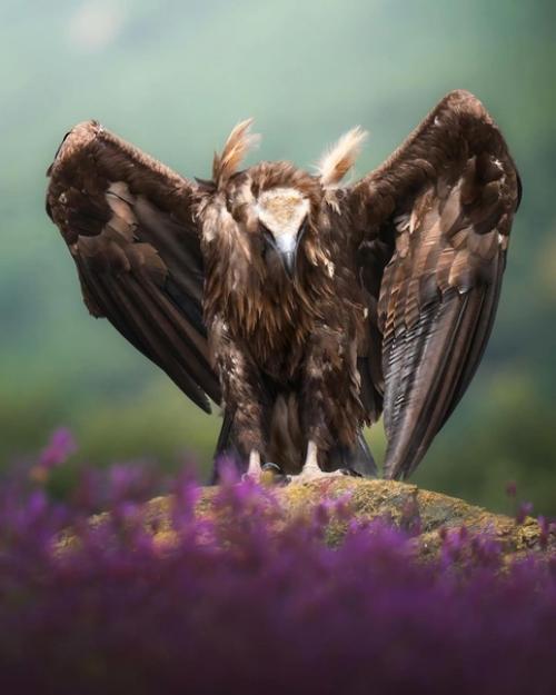 Прекрасные кадры от фотографа - натуралиста Alexandrovich_yo. 04