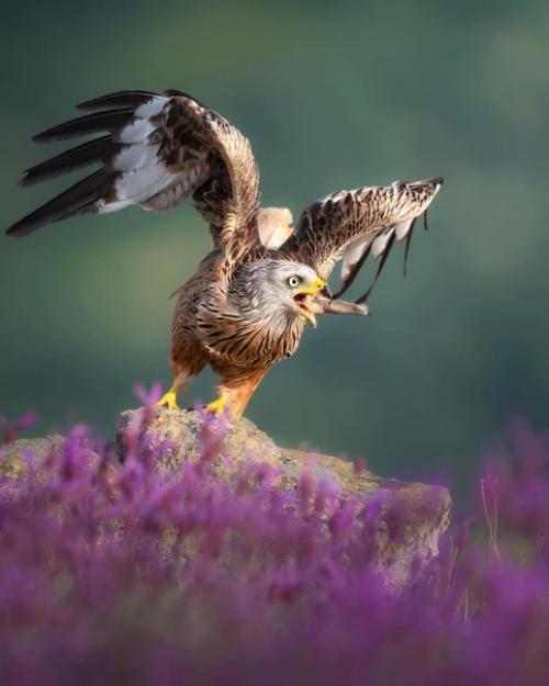 Прекрасные кадры от фотографа - натуралиста Alexandrovich_yo. 03