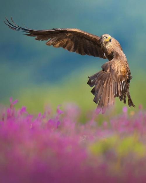 Прекрасные кадры от фотографа - натуралиста Alexandrovich_yo. 02