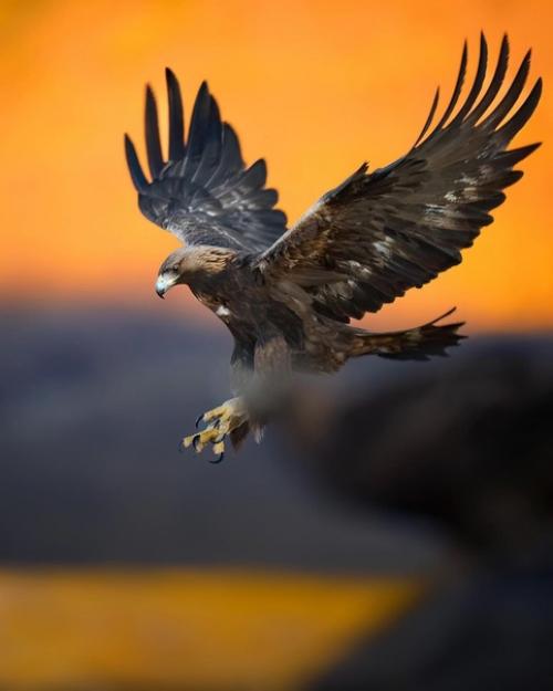 Прекрасные кадры от фотографа - натуралиста Alexandrovich_yo. 01