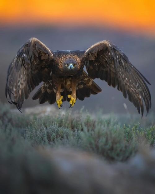 Прекрасные кадры от фотографа - натуралиста Alexandrovich_yo. 06