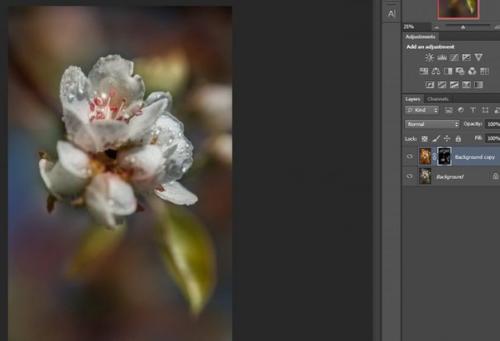 Фотосъемка цветов.  Цветы, которые я Рисую для души. 07 Фотосъемка цветов.  Цветы, которые я Рисую для души. 07