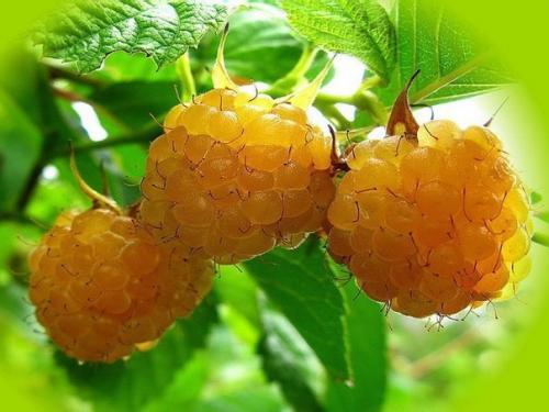 Малина желтая - зря не сажаете. 01