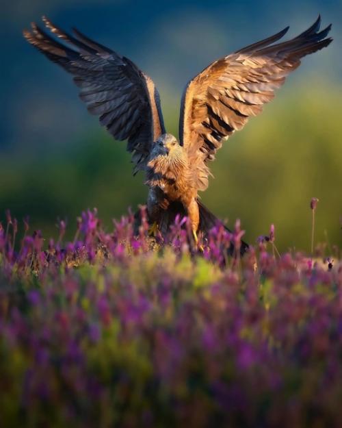 Прекрасные кадры от фотографа - натуралиста Alexandrovich_yo. 05