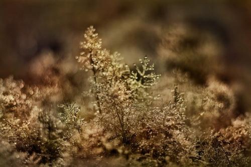 Фотосъемка цветов.  Цветы, которые я Рисую для души. 02 Фотосъемка цветов.  Цветы, которые я Рисую для души. 02