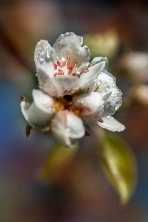 Фотосъемка цветов.  Цветы, которые я Рисую для души. 09 Фотосъемка цветов.  Цветы, которые я Рисую для души. 09