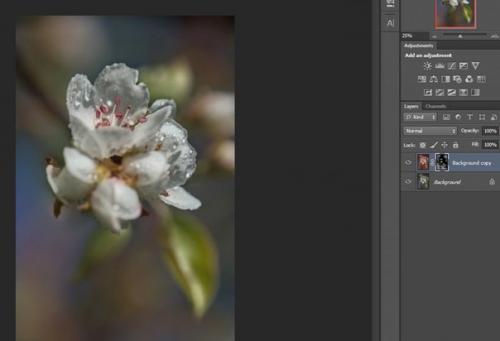 Фотосъемка цветов.  Цветы, которые я Рисую для души. 06 Фотосъемка цветов.  Цветы, которые я Рисую для души. 06