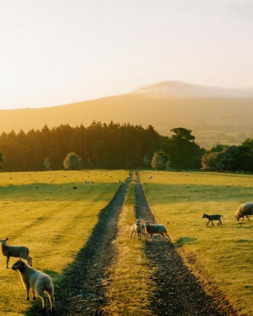 Золотой час в английской провинции. 05