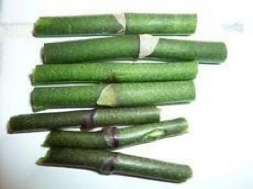 Как размножать орхидею фаленопсис. 03