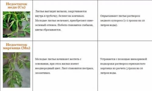 Справочная таблица Недостаток Питательных Веществ у Томатов. 01