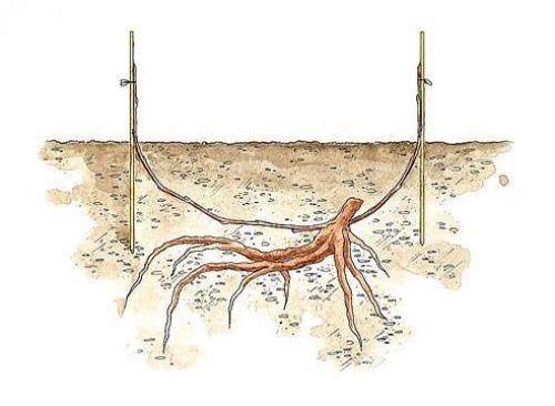 Пересадка винограда.   Часто возникают ситуации, когда взрослый куст винограда необходимо пересадить на новое место. 01