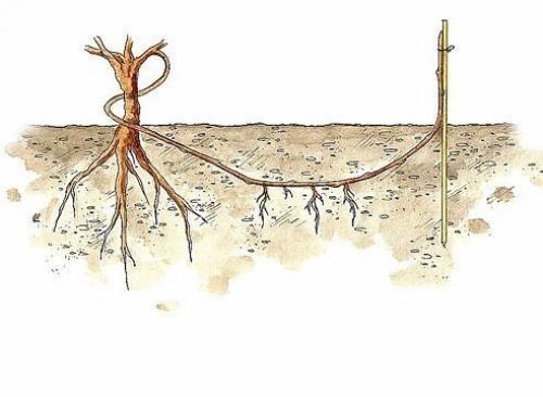 Пересадка винограда.   Часто возникают ситуации, когда взрослый куст винограда необходимо пересадить на новое место. 04