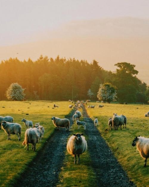 Золотой час в английской провинции. 02