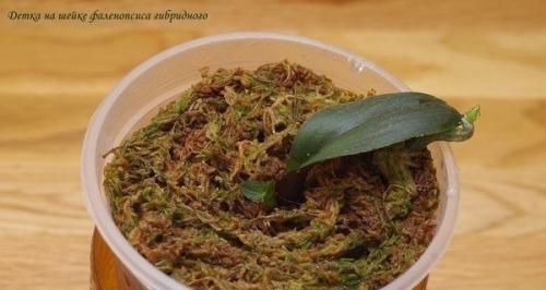 Как размножать орхидею фаленопсис. 07