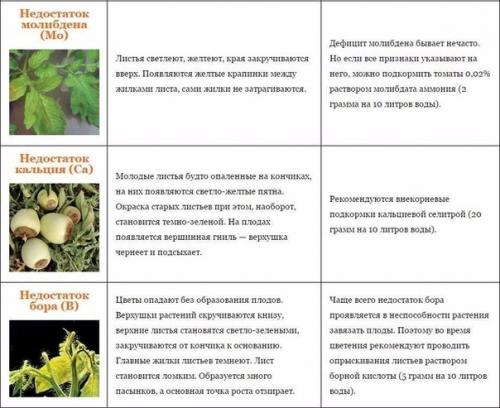 Справочная таблица Недостаток Питательных Веществ у Томатов. 07