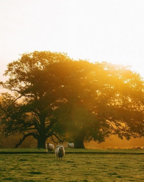 Золотой час в английской провинции. 03