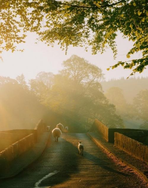 Золотой час в английской провинции. 06