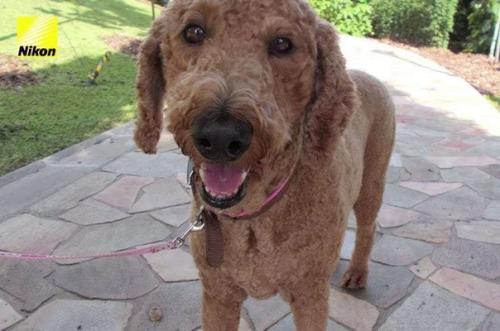 Пес гриззлер опробовал гаджет компании Nikon и поделился фотографиями того, что ему реально нравится. 05