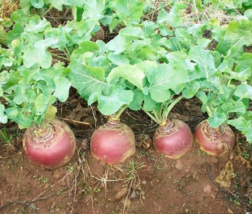 Брюква - это вкусный и полезный корнеплод, который обладает множеством достоинств. 03