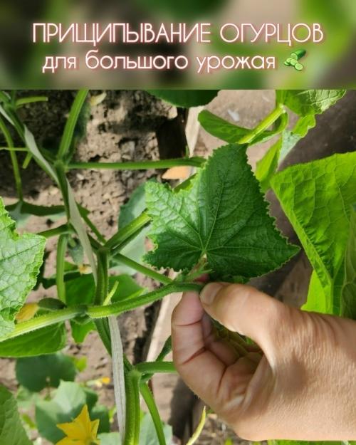 Огурцы стали плодоносить гораздо лучше, когда я научилась их прищипывать.

