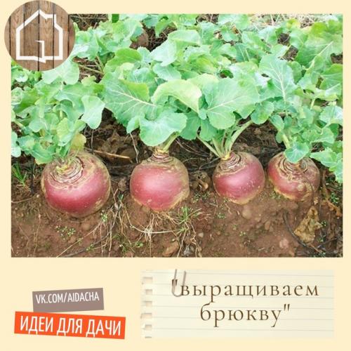 Брюква - это вкусный и полезный корнеплод, который обладает множеством достоинств. 01