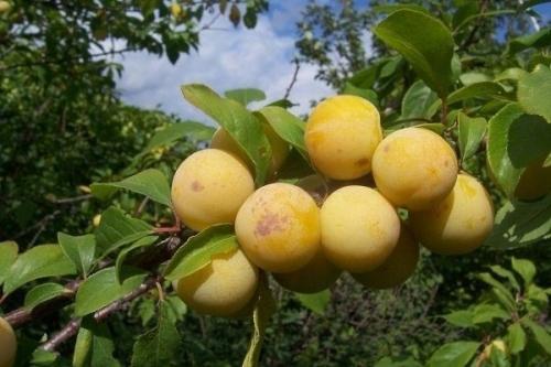 Желтые сливы - это вкусные и ароматные плоды, которые отличаются ярким цветом и разнообразием сортов. 01 Желтые сливы - это вкусные и ароматные плоды, которые отличаются ярким цветом и разнообразием сортов. 01