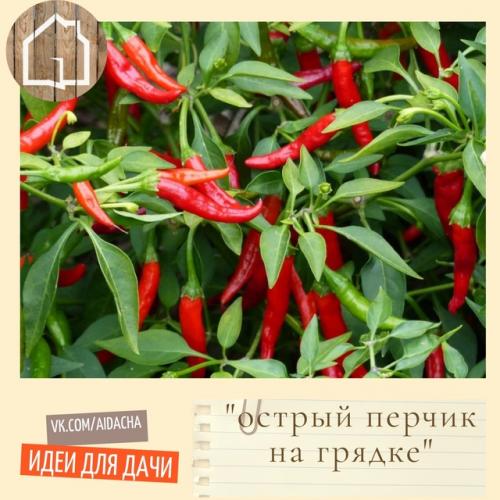 Выращивание острого перца - увлекательный и полезный процесс, который позволяет получать свежий острый перец прямо у себя дома или на участке.  
