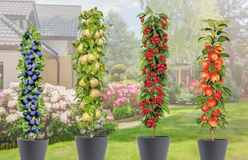 Колоновидные деревья - это разновидность деревьев, характеризующихся узким, вертикальным и стройным силуэтом, напоминающим колонну. 01 Колоновидные деревья - это разновидность деревьев, характеризующихся узким, вертикальным и стройным силуэтом, напоминающим колонну. 01