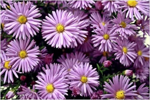 Альпийские астры.  Белые, розовые и голубые соцветия - ромашки будут уместны и на альпийской Горке, и в цветнике. 02