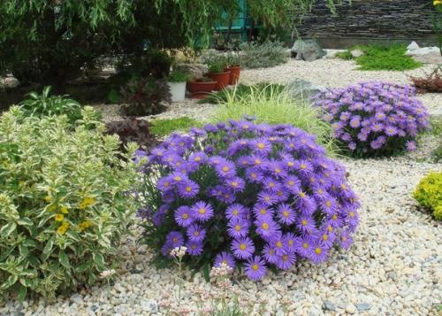 Альпийские астры.  Белые, розовые и голубые соцветия - ромашки будут уместны и на альпийской Горке, и в цветнике. 01