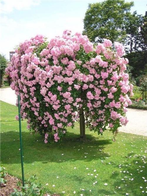 Штамбовое деревце из гортензии. 02 Штамбовое деревце из гортензии. 02