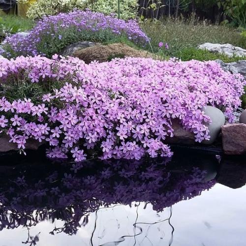 Флокс шиловидный - красота в саду. 02