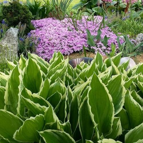 Флокс шиловидный - красота в саду. 01