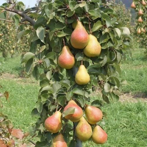 Колоновидная груша - это разновидность грушевого дерева, которая отличается компактной, узкой и вертикальной формой кроны, напоминающей колонну. 02