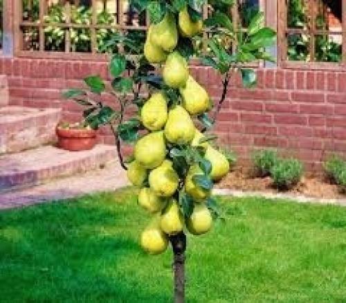 Колоновидная груша - это разновидность грушевого дерева, которая отличается компактной, узкой и вертикальной формой кроны, напоминающей колонну. 01