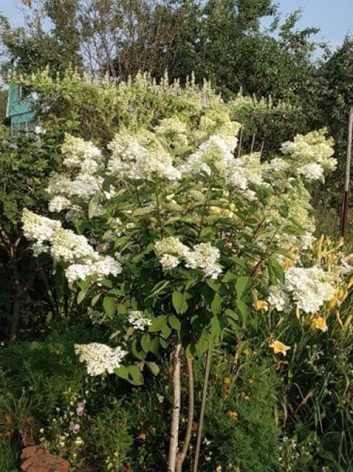 Штамбовое деревце из гортензии. 03 Штамбовое деревце из гортензии. 03