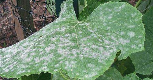 Как спасти огурцы от мучнистой росы. 01