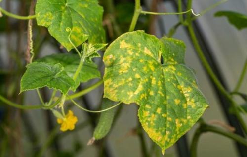 Как спасти огурцы от мучнистой росы. 02