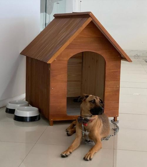 Бездомный пёс из бразилии часто у автосалона появлялся. 04