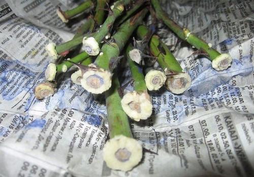 Размножение роз методом буррито. 03