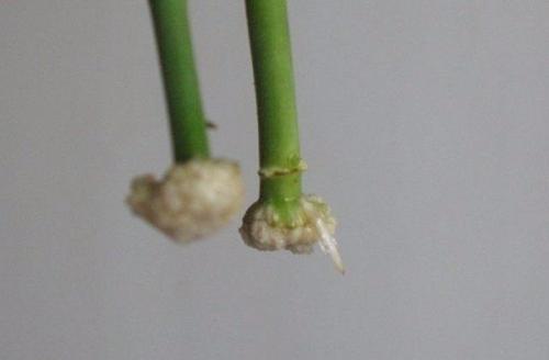 Размножение роз методом буррито. 04