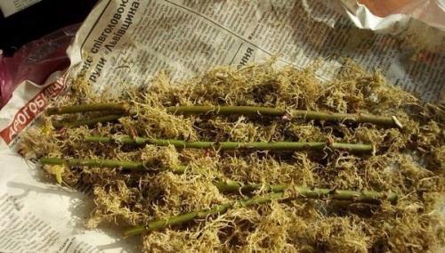 Размножение роз методом буррито. 01