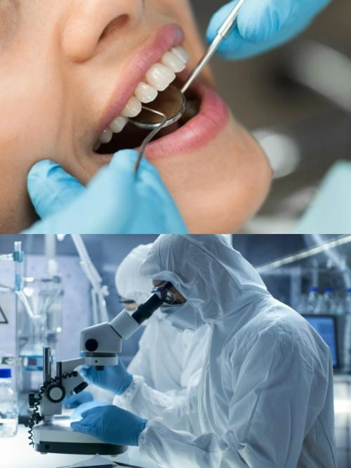 Уже через пять лет люди смогут отращивать новые зубы - японские учёные близки к настоящему стоматологическому прорыву. 01